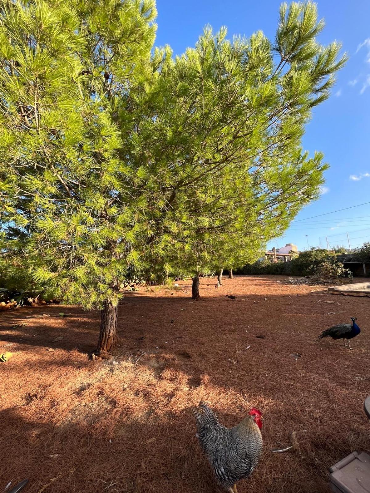 Villa Lea Custonaci Εξωτερικό φωτογραφία